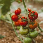 How to Plant Tomatoes for the Best Harvest