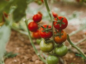 How to Plant Tomatoes for the Best Harvest
